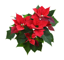 Christmas poinsettia shrub with red flowers isolated