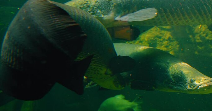 Arapaima gigas or pirarucu fish swimming in pond. It carnivore native to the basin of the Amazon River. Torpedo is among the largest freshwater fish. Body is mainly gray-green and red flecks tail.