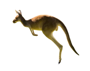 Poster Im Rahmen Beautiful kangaroo running and jumping on grass field Perth, Western Australia, Australia © Alexander Sánchez