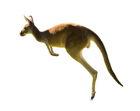 Beautiful kangaroo running and jumping on grass field Perth, Western Australia, Australia