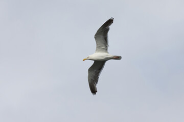 Great black-backed gull (Larus marinus) flying in the sky.