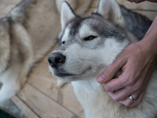 Stroking his beloved pet, a man's hand scratches the fluffy neck of a thoroughbred husky, a beautiful and contented dog