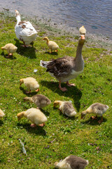 Angry goose protects goslings outdoors on a green meadow. Countryside concept, domestic goose with gosligs