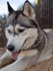 Cute fluffy husky dog in the yard, close-up portrait. Thoroughbred Siberian Husky