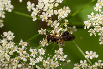 Bee Gathering Pollen from a White Flower on a Summer Day. close up