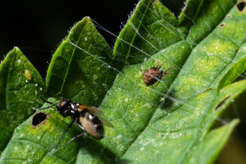 Meshweaver of the Family Dictynidae preying a Long-legged Fly of the Family Dolichopodidae