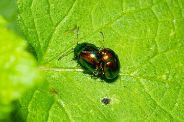 two shiny leaf beetles with rainbow colors during insect mating, chrysolina fastuosa