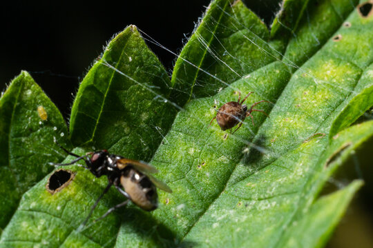Meshweaver of the Family Dictynidae preying a Long-legged Fly of the Family Dolichopodidae