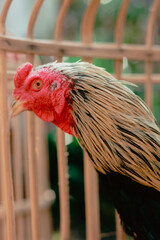 Close up bangkok rooster 