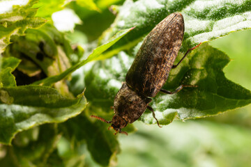 Agrypnus murinus is a click beetle a species of beetle from the family of Elateridae. It is commonly known as the lined click beetle. It larvae are important pest in soil of many crops