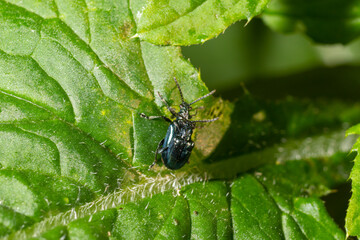 A macro shot of a black weevil Magdalis armigera seen on a stinging nettle leaf