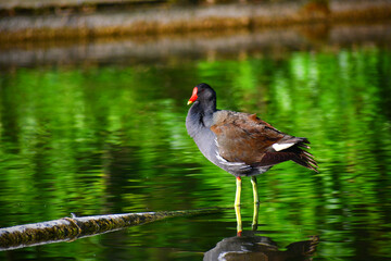 Common moorhen