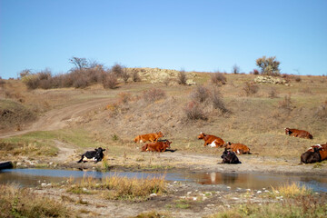 cows and horses in the field