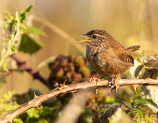 Juvenile Wren