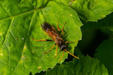 Closeup on a colorful green sawfly,Tenthredo mesomela on a green geranium leaf in the garden