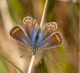 Common Blue Butterfly (female)