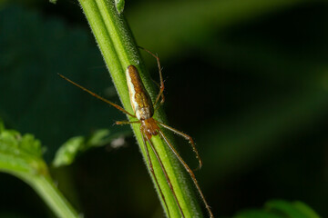Tetragnatha montana on the termuric green leaf on a summers day