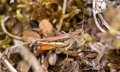 Common Grasshopper