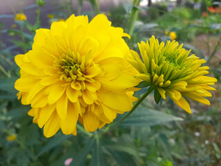 yellow flowers in the garden