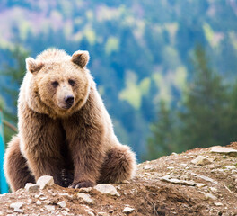 brown bear in the forest