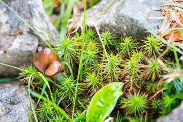 mushrooms in the moss