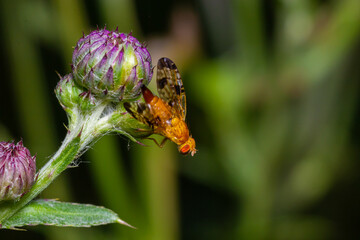 Macro of a fruit fly Xyphosia miliaria of the Tephritidae family on a budrock flower
