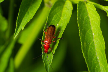 Rhagonycha fulva, the common red soldier beetle on a leaf of grass. Macro shot, beautiful blurred background