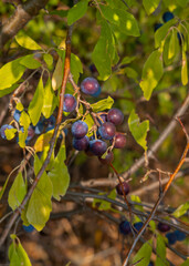 Blue blackthorn berries Prunus spinosa on a piece in Greece 