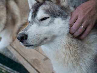 Stroking his beloved pet, a man's hand scratches the fluffy neck of a thoroughbred husky, a beautiful and contented dog