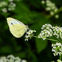 Pieris rapae or cabbage white, is a species of lepidopteran insect of the Pieridae family