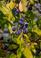 Blue blackthorn berries Prunus spinosa on a piece in Greece 