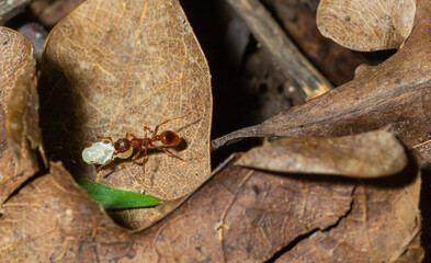 Myrmica ruginodis carrying large larva. A red ant moving a grub to safety within a disturbed nest