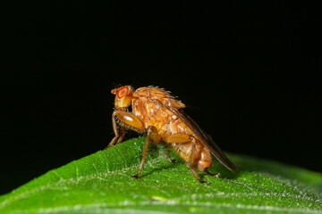 Macro of a fruit fly Xyphosia miliaria of the Tephritidae family on a budrock flower