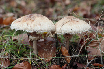 Macrolepiota procera   (Macrolepiota procera)