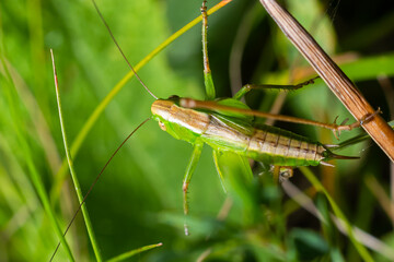 green grasshopper on the grass on a blurred background. Grasshopper on a flower macro view. Grasshopper profile. Grasshopper macro view