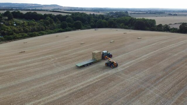 British Agricultural and Harvesting Fields Farms at Sunset Time. High Angle Footage taken with drone's camera on a hot summer day of England. Agricultural Farms and Working Machines at Dunstable Downs