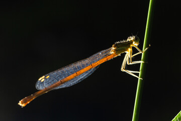 A blue featherleg damselfly, Platycnemis pennipes, resting on a plant, sunny day in summer