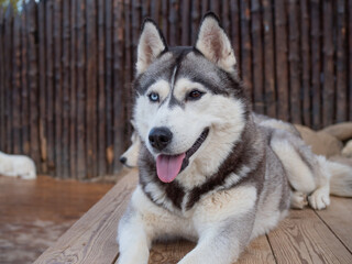 Cute fluffy husky dog in the yard, close-up portrait. Thoroughbred Siberian Husky