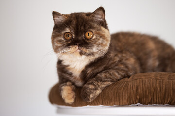 Obraz na płótnie Canvas Britisch Kurzhaar Kitten selten, edel und imposant