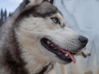 Cute fluffy husky dog in the yard, close-up portrait. Thoroughbred Siberian Husky