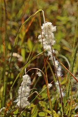 Samen des Großen Windröschens (Anemone sylvestris) am Dörnberg.