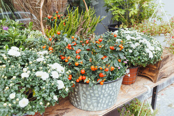 Fototapeta na wymiar Red berries and chrysanthemum flowers decor in baskets in flower shop