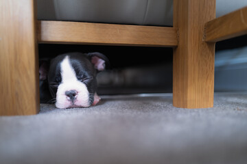 Boston Terrier puppy hiding and sleeping under a sofa. She is very small and cute. - 525844931