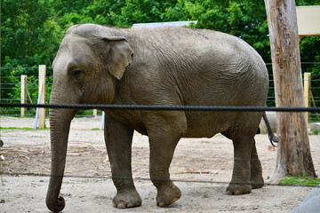 Fototapeta premium Indian elephant