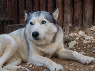 Cute fluffy husky dog in the yard, close-up portrait. Thoroughbred Siberian Husky © Ulia Koltyrina