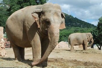 Fototapeta premium Elephant