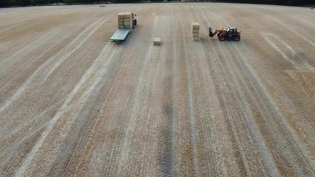 British Agricultural and Harvesting Fields Farms at Sunset Time. High Angle Footage taken with drone's camera on a hot summer day of England. Agricultural Farms and Working Machines at Dunstable Downs