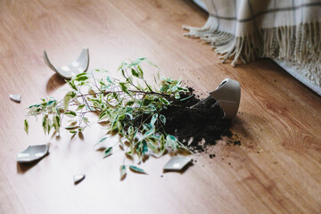 Broken flower pot, damaged houseplant and dirt on the laminate floor in bedroom