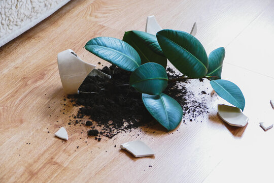 Broken flower pot with rubber plant on the floor in living room