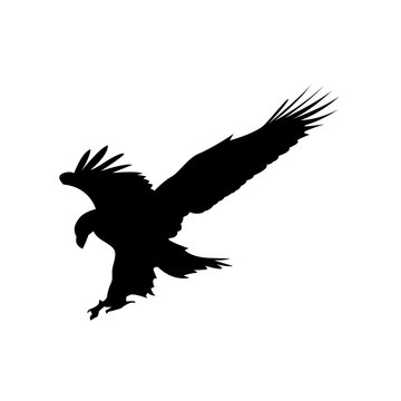 Simple vector illustration of eagle silhouette, flat design of bird of prey, birds.